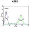 ZBP1 antibody, abx025729, Abbexa, Western Blot image 