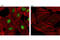 Caudal Type Homeobox 2 antibody, 12306S, Cell Signaling Technology, Immunocytochemistry image 