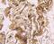 Low Density Lipoprotein Receptor antibody, NBP2-67414, Novus Biologicals, Immunohistochemistry paraffin image 