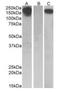 Colony Stimulating Factor 1 Receptor antibody, orb125028, Biorbyt, Western Blot image 