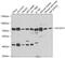 Solute Carrier Family 2 Member 13 antibody, 24-019, ProSci, Western Blot image 