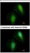 Histone Deacetylase 7 antibody, NBP2-16795, Novus Biologicals, Immunofluorescence image 
