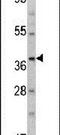 Aminomethyltransferase antibody, PA5-13699, Invitrogen Antibodies, Western Blot image 