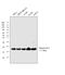 H3 Histone Family Member 3B antibody, MA5-24667, Invitrogen Antibodies, Western Blot image 