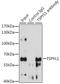 TSPY Like 1 antibody, LS-C747347, Lifespan Biosciences, Immunoprecipitation image 