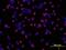 Inositol Polyphosphate-5-Phosphatase D antibody, MAB2317, R&D Systems, Immunofluorescence image 