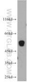 Transmembrane And Coiled-Coil Domains 6 antibody, 20117-1-AP, Proteintech Group, Western Blot image 