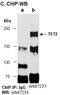 Tet Methylcytosine Dioxygenase 2 antibody, orb67237, Biorbyt, Immunoprecipitation image 