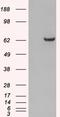 Growth Factor Receptor Bound Protein 7 antibody, EB05417, Everest Biotech, Western Blot image 