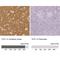 Thy-1 Cell Surface Antigen antibody, NBP1-85739, Novus Biologicals, Immunohistochemistry paraffin image 