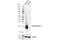 Melan-A antibody, 34511S, Cell Signaling Technology, Western Blot image 