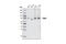 Transglutaminase 2 antibody, 3557S, Cell Signaling Technology, Western Blot image 