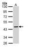 Serpin Family A Member 10 antibody, LS-B10792, Lifespan Biosciences, Western Blot image 