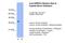 Heterogeneous Nuclear Ribonucleoprotein A3 antibody, A04676, Boster Biological Technology, Western Blot image 