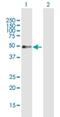 RNA Polymerase I Subunit E antibody, H00064425-B01P, Novus Biologicals, Western Blot image 