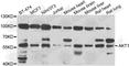 Cyclin-G1 antibody, A7270, ABclonal Technology, Western Blot image 