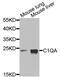 Complement C1q A Chain antibody, abx006271, Abbexa, Western Blot image 