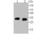 Chymase 1 antibody, A03446, Boster Biological Technology, Western Blot image 