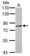 Protocadherin Alpha 3 antibody, NBP2-19724, Novus Biologicals, Western Blot image 