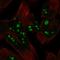 HERPUD2 antibody, HPA076087, Atlas Antibodies, Immunofluorescence image 