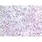 Zinc Finger With KRAB And SCAN Domains 4 antibody, LS-C387078, Lifespan Biosciences, Immunohistochemistry frozen image 