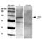 GIT ArfGAP 1 antibody, 56537, QED Bioscience, Western Blot image 