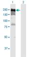 Dynein Light Chain LC8-Type 1 antibody, H00010395-B01P, Novus Biologicals, Western Blot image 