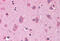 COP9 Signalosome Subunit 8 antibody, MBS243602, MyBioSource, Immunohistochemistry frozen image 