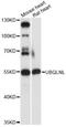 Ubiquilin Like antibody, LS-C749453, Lifespan Biosciences, Western Blot image 