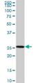 Nucleotide Binding Protein 2 antibody, H00010101-B01P, Novus Biologicals, Western Blot image 