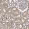 VAC14 Component Of PIKFYVE Complex antibody, PA5-55685, Invitrogen Antibodies, Immunohistochemistry frozen image 