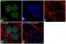 SUZ12 Polycomb Repressive Complex 2 Subunit antibody, 711520, Invitrogen Antibodies, Immunocytochemistry image 