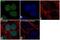 Polycomb protein SUZ12 antibody, 711520, Invitrogen Antibodies, Immunocytochemistry image 