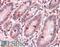 G Protein Subunit Alpha Transducin 3 antibody, OAEB00418, Aviva Systems Biology, Immunohistochemistry paraffin image 