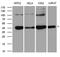 ER Lipid Raft Associated 1 antibody, M08034, Boster Biological Technology, Western Blot image 