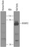 UDP-GlcNAc:BetaGal Beta-1,3-N-Acetylglucosaminyltransferase 2 antibody, AF3960, R&D Systems, Western Blot image 