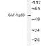 Chromatin Assembly Factor 1 Subunit B antibody, LS-C177124, Lifespan Biosciences, Western Blot image 