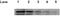 p53 antibody, ab28, Abcam, Western Blot image 