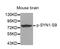 Synapsin I antibody, MBS128463, MyBioSource, Western Blot image 