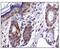 Caudal Type Homeobox 1 antibody, PA5-23056, Invitrogen Antibodies, Immunohistochemistry frozen image 