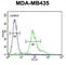 Endoplasmic Reticulum Oxidoreductase 1 Beta antibody, abx032442, Abbexa, Western Blot image 