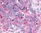 GHRHR antibody, NLS836, Novus Biologicals, Immunohistochemistry frozen image 