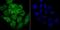 Synuclein Alpha antibody, NBP2-80442, Novus Biologicals, Immunocytochemistry image 