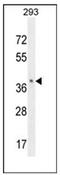 Olfactory Receptor Family 8 Subfamily B Member 8 antibody, AP53107PU-N, Origene, Western Blot image 