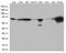 Proline Rich Mitotic Checkpoint Control Factor antibody, LS-C793155, Lifespan Biosciences, Western Blot image 