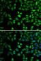 Histone Acetyltransferase 1 antibody, 22-046, ProSci, Immunofluorescence image 