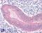 Catenin Alpha 1 antibody, 45-364, ProSci, Immunohistochemistry frozen image 