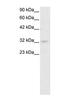 POU Class 1 Homeobox 1 antibody, PA1-24436, Invitrogen Antibodies, Western Blot image 