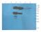 PVR Cell Adhesion Molecule antibody, GTX37437, GeneTex, Western Blot image 