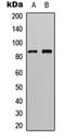 Ribosomal Protein S6 Kinase A6 antibody, orb304570, Biorbyt, Western Blot image 